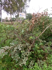 Piliostigma reticulatum