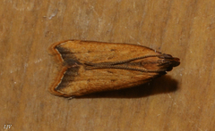 Dichomeris heriguronis