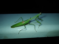 Stagmatoptera binotata