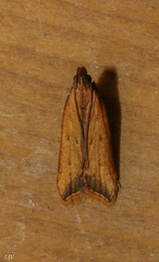 Dichomeris heriguronis