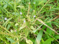 Stachytarpheta jamaicensis