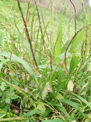 Stachytarpheta jamaicensis