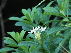Angiospermae