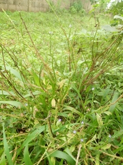 Stachytarpheta jamaicensis