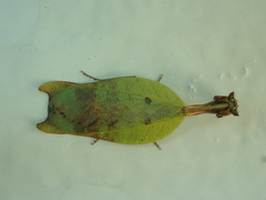 Metilia