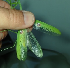 Stagmatoptera binotata