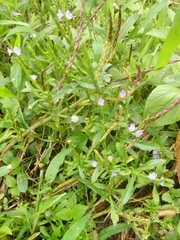 Stachytarpheta jamaicensis