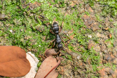 Pseudoneoponera rufipes