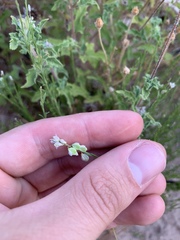 Polygala scoparioides