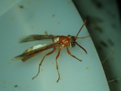 Apoica gelida