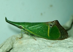 Odontoptera carrenoi