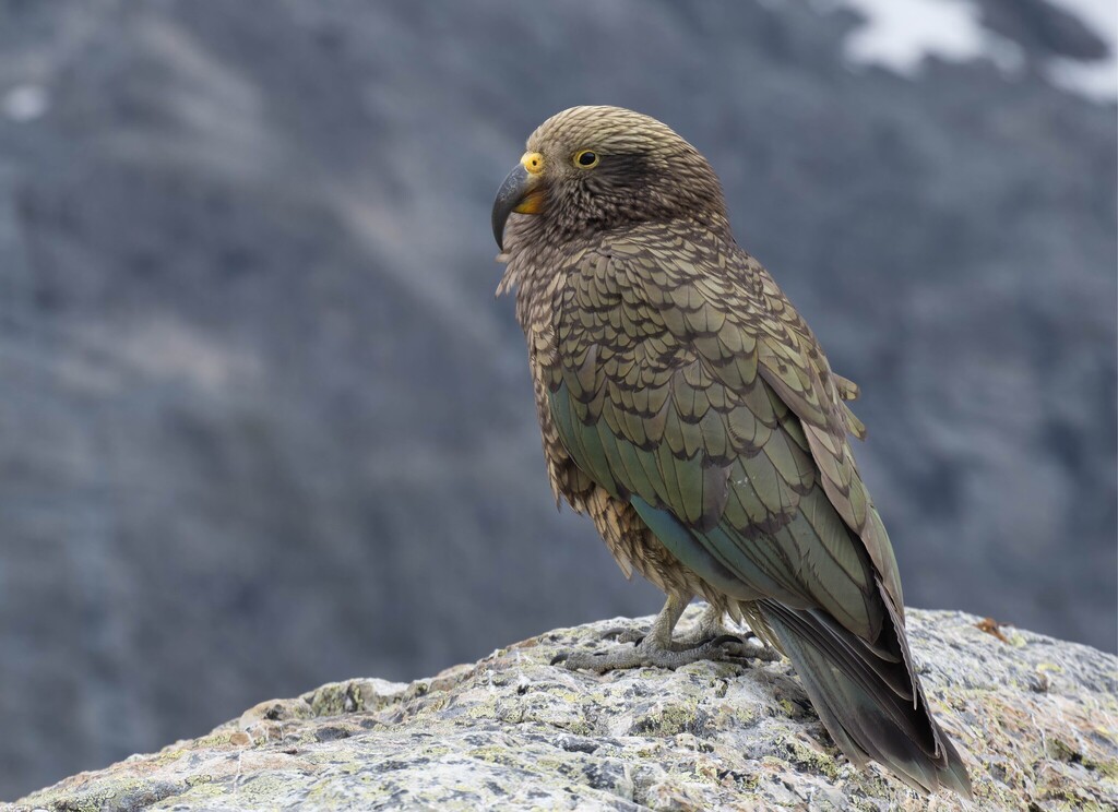 Kea