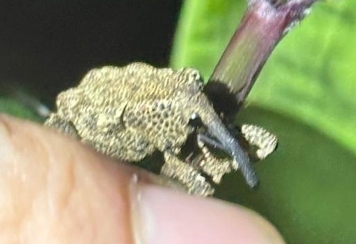 Homalinotus nodipennis
