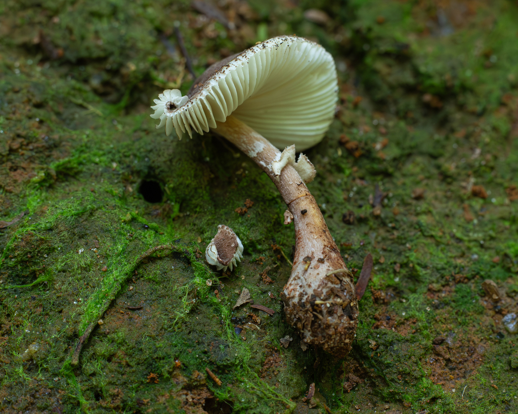 Leucocoprinus attinorum · April 2025 · photo: © deniszabin (iNaturalist, cc-by)