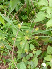 Cyperus