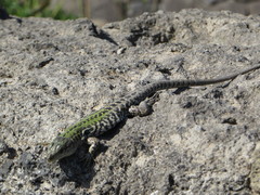 Podarcis siculus