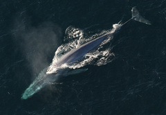 Blue Whale photo 2