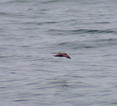 Hydrobates microsoma
