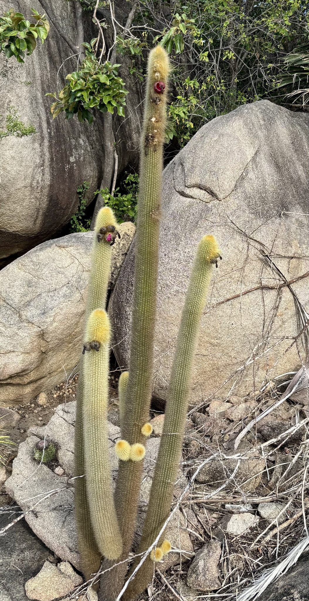 Pilosocereus chrysostele