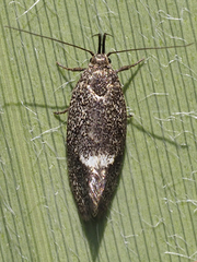 Leistomorpha brontoscopa