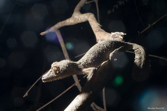 Uroplatus henkeli
