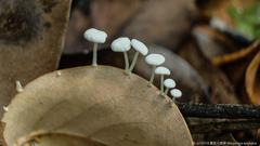 Marasmius epiphyllus
