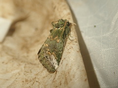 Rifargia subrotata