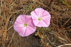 Convolvulus erubescens