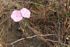 Convolvulus erubescens