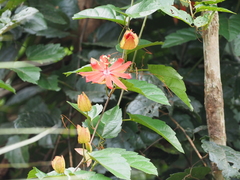 Coccinea
