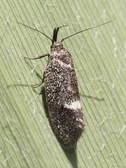 Leistomorpha brontoscopa