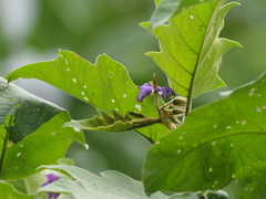 Solanum quaesitum