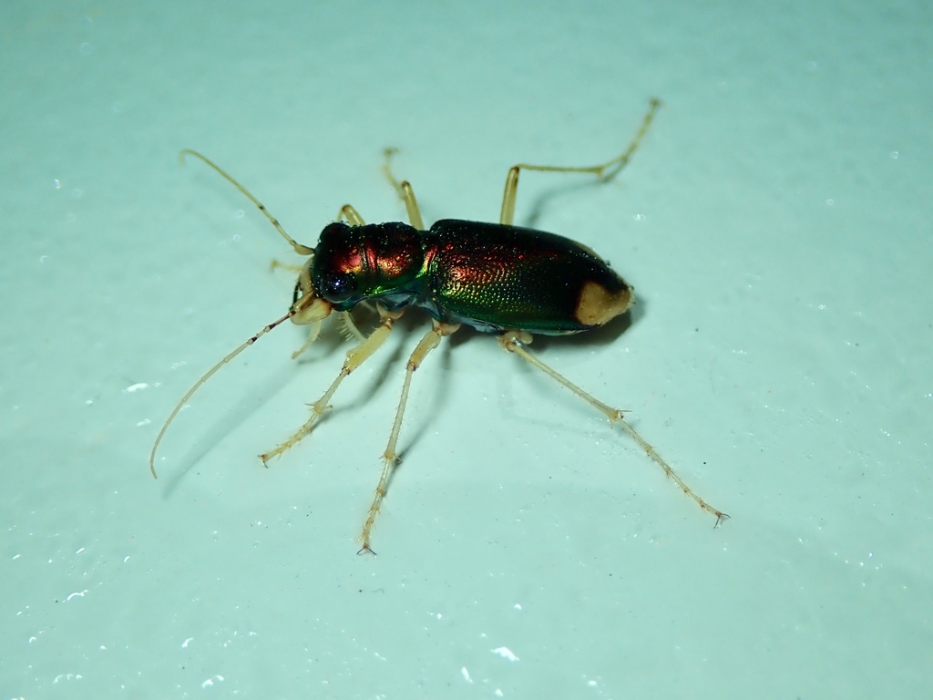 Tetracha sobrina