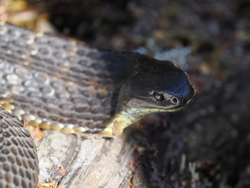 Tiger Snake sighting