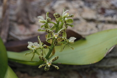 Prosthechea