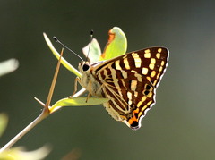 Dodona durga
