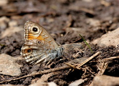 Lasiommata schakra