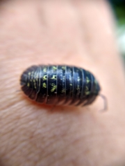 Armadillidium depressum