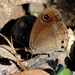 Callerebia hybrida - Photo (c) K S Gopi Sundar, algunos derechos reservados (CC BY-NC), subido por K S Gopi Sundar