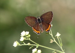 Heliophorus sena