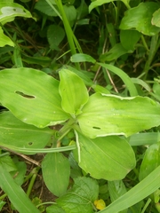Commelina benghalensis