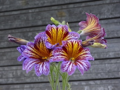 Salpiglossis