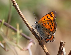 Lycaena panava