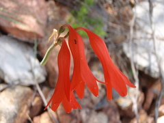 Cyrtanthus staadensis
