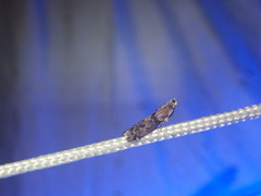 Sciota subcaesiella