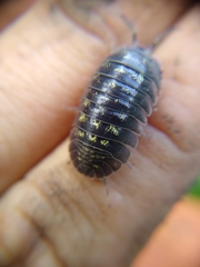 Armadillidium depressum