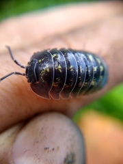 Armadillidium depressum