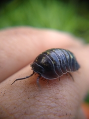 Armadillidium depressum