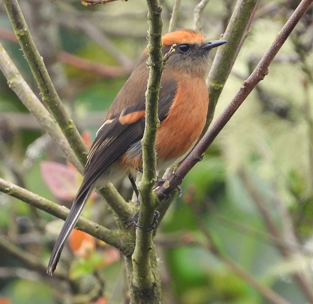 Rufous-browed Chat-Tyrant photo