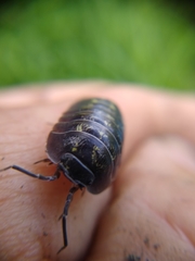 Armadillidium depressum